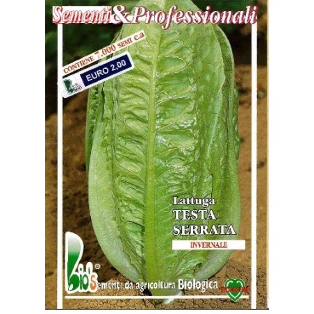 lechuga Romana verde de invierno semillas ecologicas