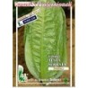 lechuga Romana verde de invierno semillas ecologicas