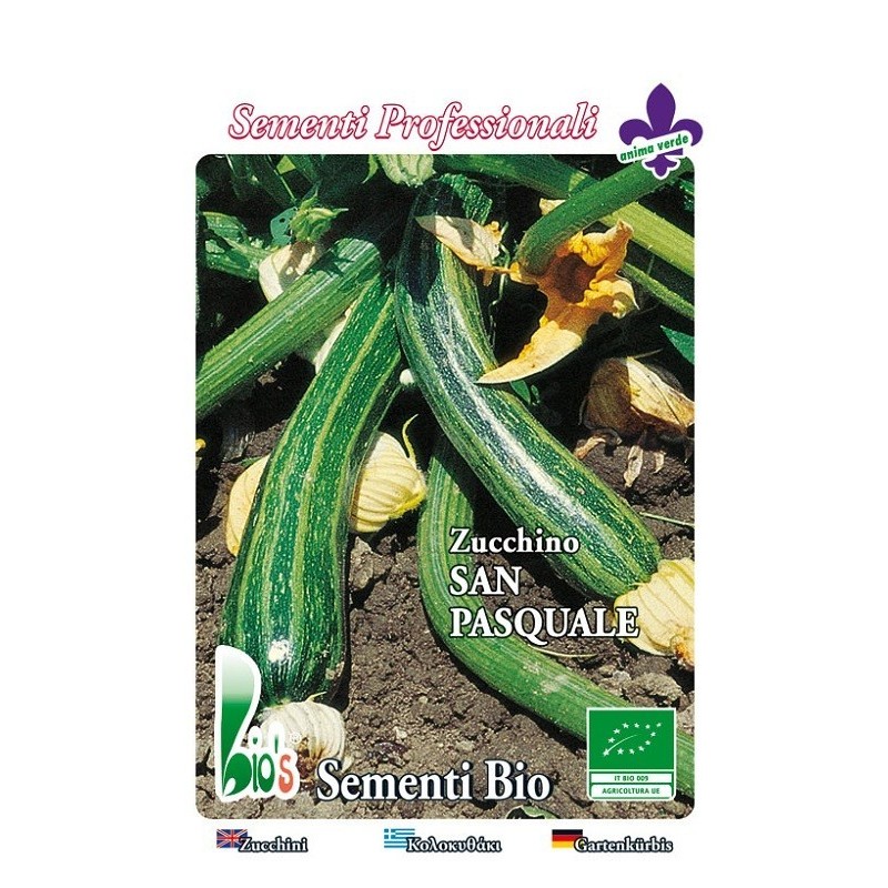calabacin San Pasquale - semillas ecologicas