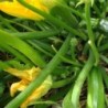 calabacÃ­n zucchini- semillas no tradas