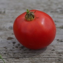tomate  Arkansas traveler - semillas ecologicas