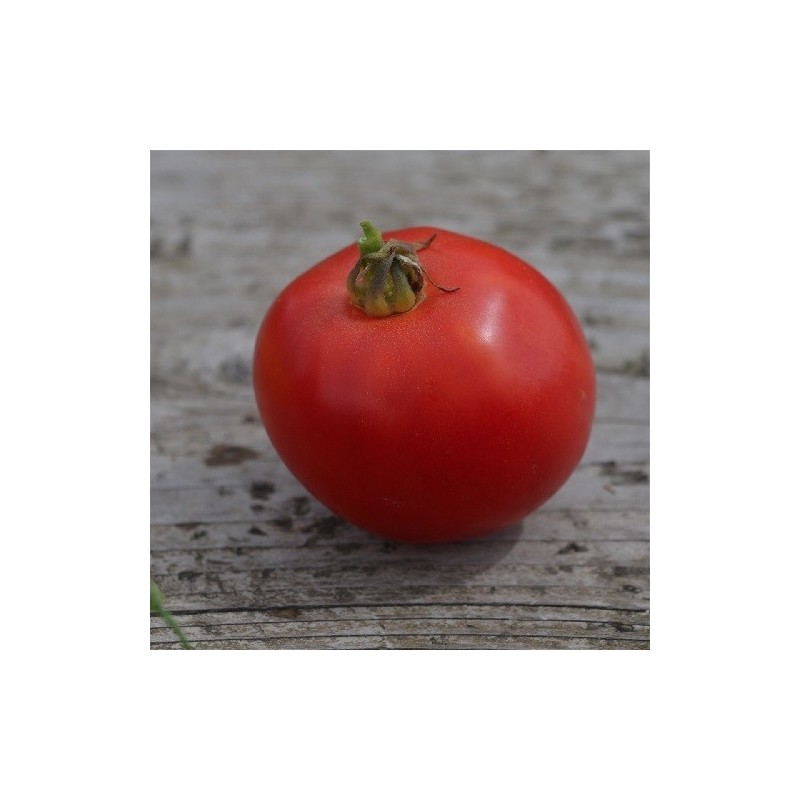 tomate  Arkansas traveler - semillas ecologicas