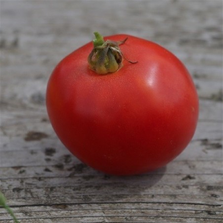 tomate  Arkansas traveler - semillas ecologicas
