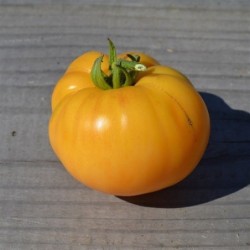 tomate blanco y rosa - semillas ecologicas