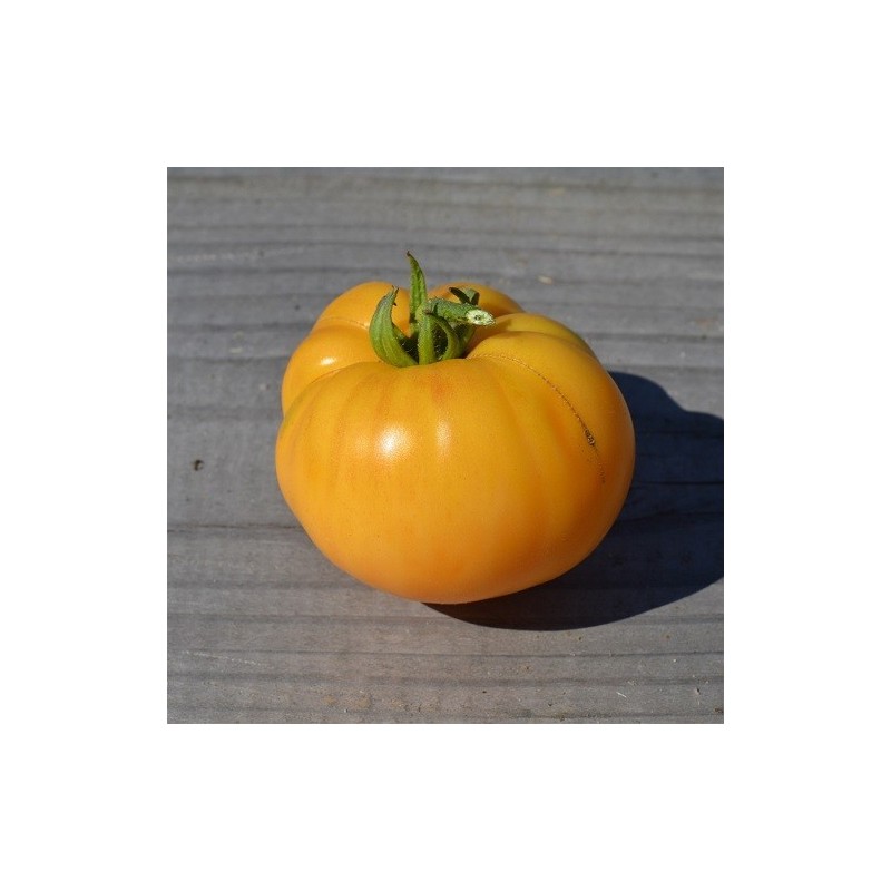 tomate blanco y rosa - semillas ecologicas