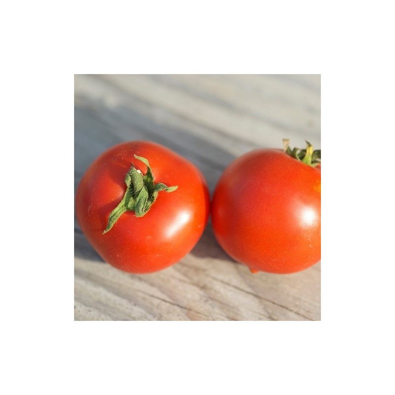 tomate budai torpe - semillas ecologicas