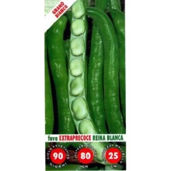 haba reina blanca extrapecoz - semillas ecologicas
