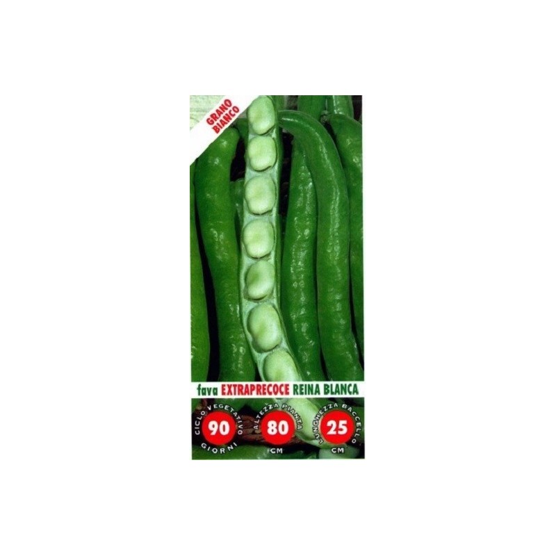 haba reina blanca extrapecoz - semillas ecologicas