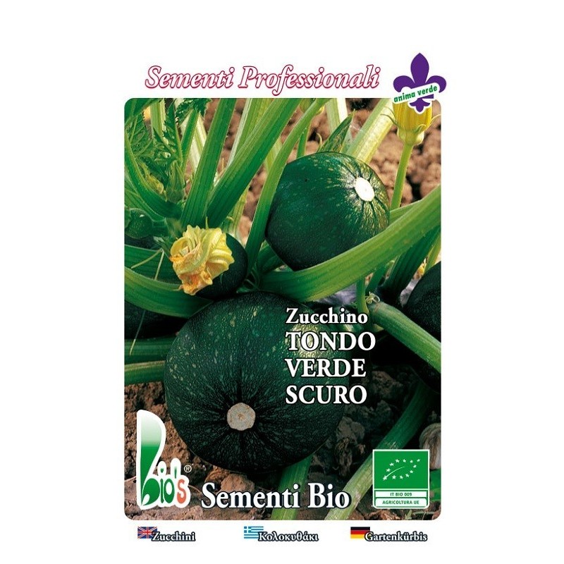 calabacin redondo de Piacenza - semillas ecologicas