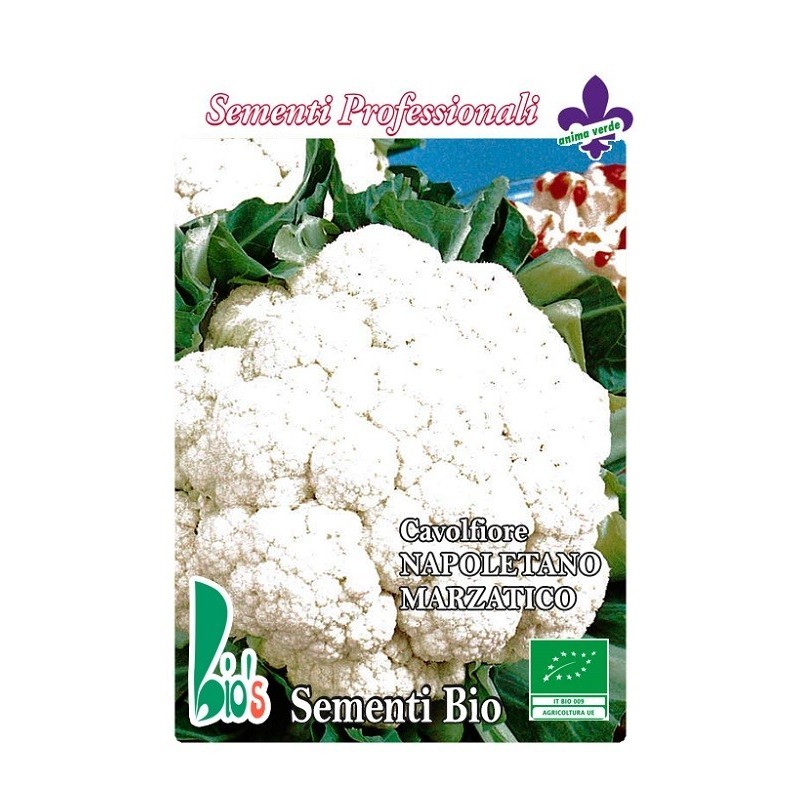 coliflor tardÃ­a de Fano - semillas ecologicas