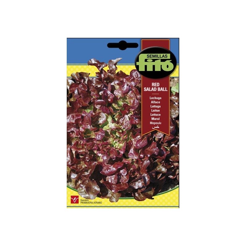 lechuga hoja de roble (red salad bowl)