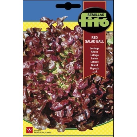 lechuga hoja de roble (red salad bowl)