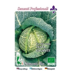 repollo cabeza gigante savoy precoz - semillas ecologicas