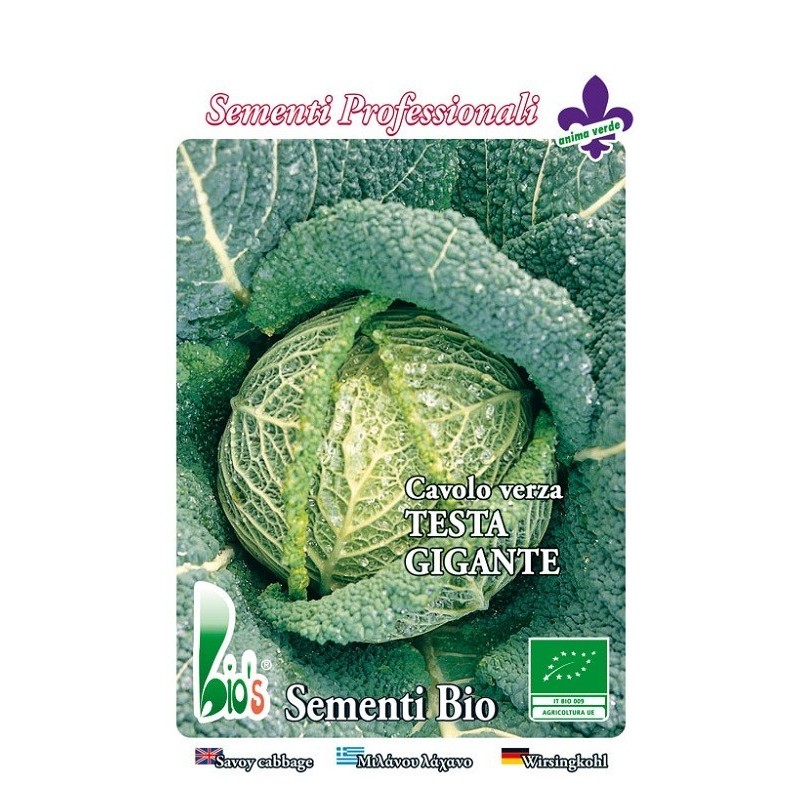 repollo cabeza gigante savoy precoz - semillas ecologicas