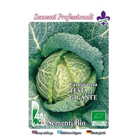 repollo cabeza gigante savoy precoz - semillas ecologicas
