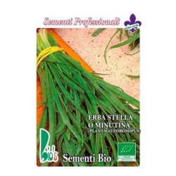 hierba estrella (plantago coronopus) - semillas ecologicas