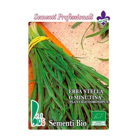 hierba estrella (plantago coronopus) - semillas ecologicas