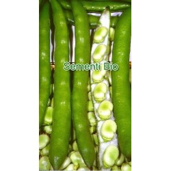 haba larga delle Cascine semillas ecologicas