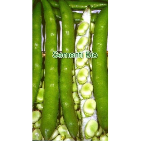 haba larga delle Cascine semillas ecologicas