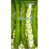 haba larga delle Cascine semillas ecologicas