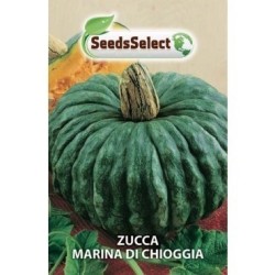 calabaza marina de chioggia