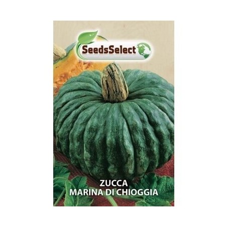 calabaza marina de chioggia