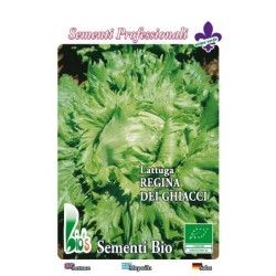 lechuga reina del hielo semillas ecologicas