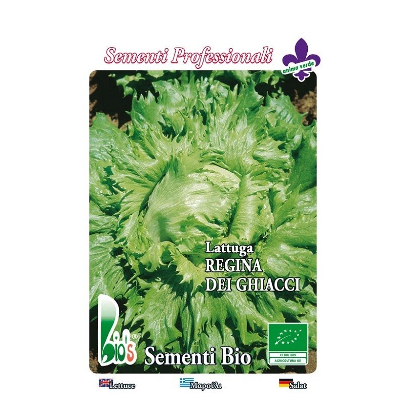 lechuga reina del hielo semillas ecologicas