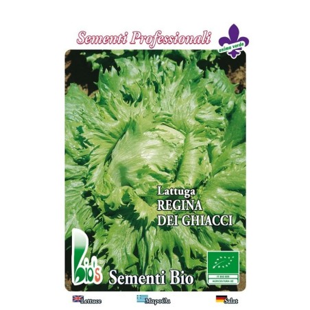 lechuga reina del hielo semillas ecologicas