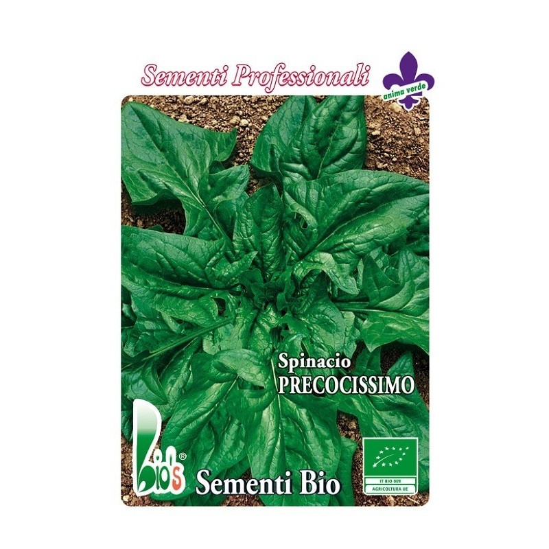 espinaca monstruosa de viroflay - semillas ecologicas