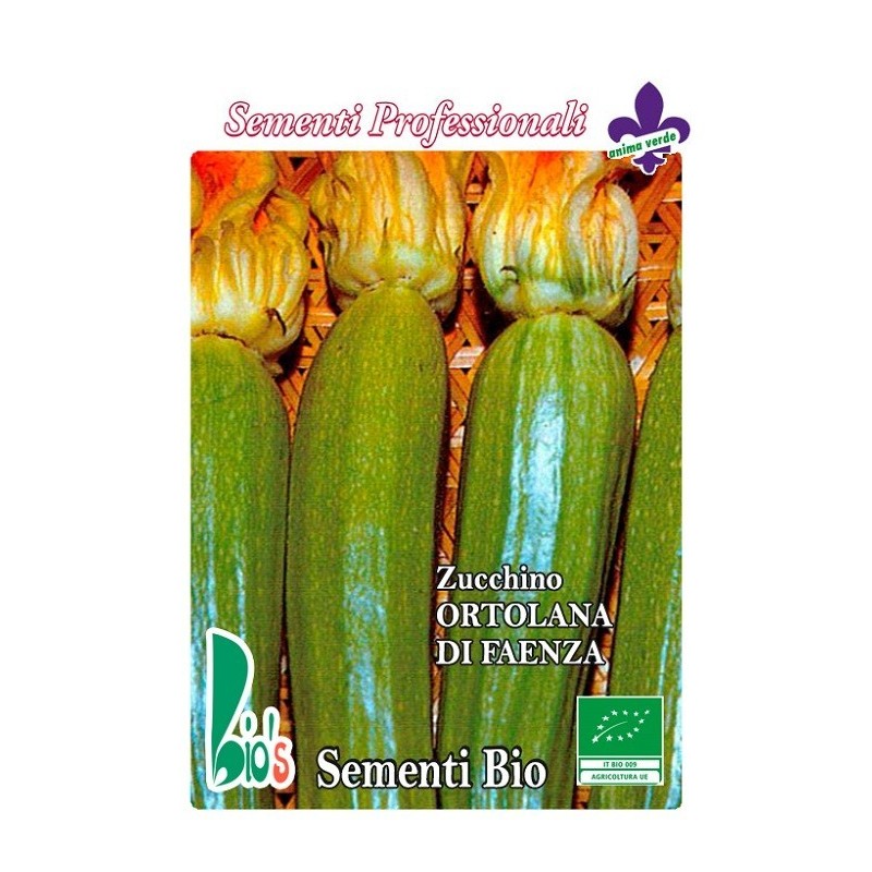 calabacin ortolana di Faenza - semillas ecologicas
