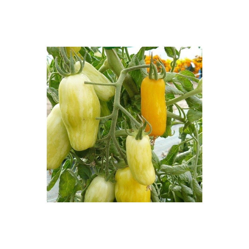 tomate banana legs - semillas no tratadas