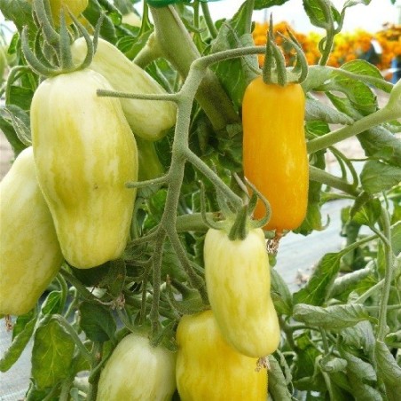 tomate banana legs - semillas no tratadas