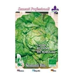 lechuga reina de mayo - semillas ecologicas