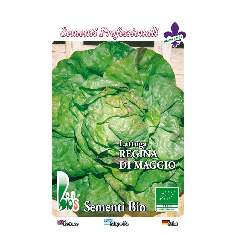 lechuga reina de mayo - semillas ecologicas