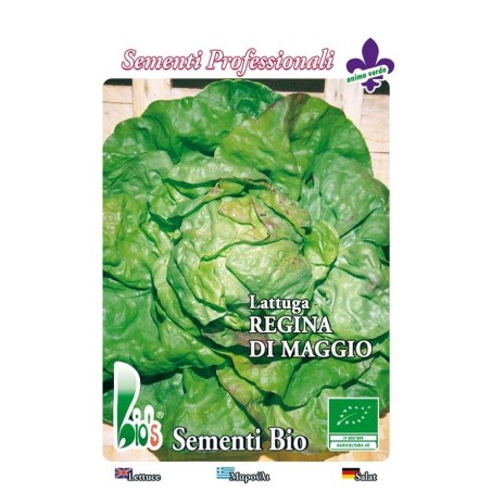 lechuga reina de mayo - semillas ecologicas