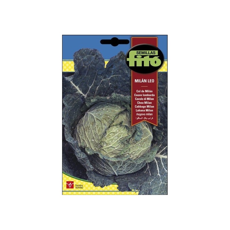 repollo rizado - col MilÃn Leo
