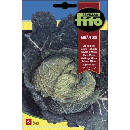 repollo rizado - col MilÃn Leo