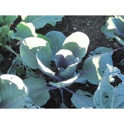 col lombarda Langedijker Bewaar 2