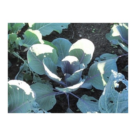 col lombarda Langedijker Bewaar 2