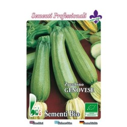 calabacin claro genoves - semillas ecologicas