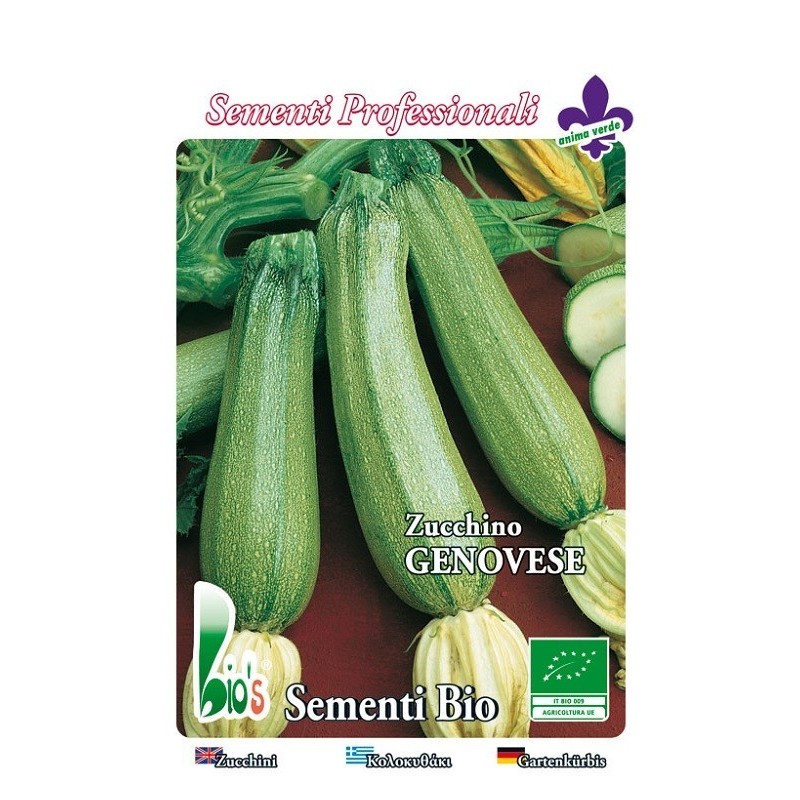 calabacin claro genoves - semillas ecologicas