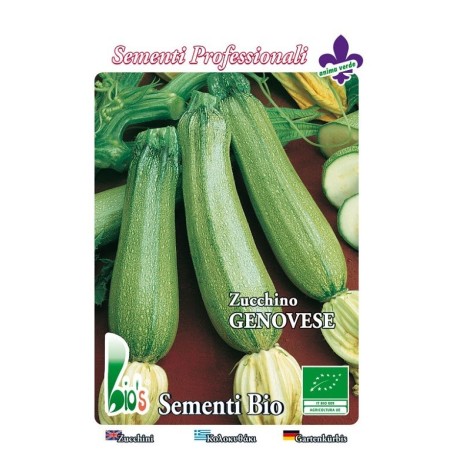 calabacin claro genoves - semillas ecologicas