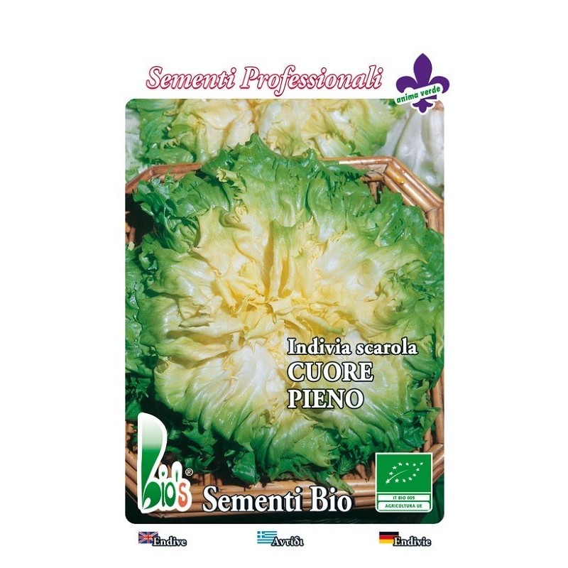 escarola verde de corazÃ³n lleno - semillas ecologicas
