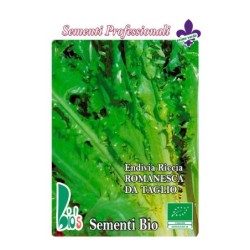 escarola rizada de tallo romanesca - semillas ecologicas
