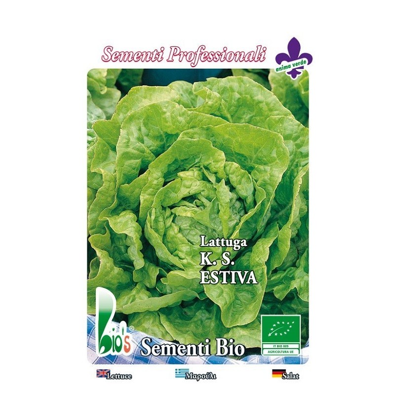 lechuga kagran de verano - semillas ecologicas
