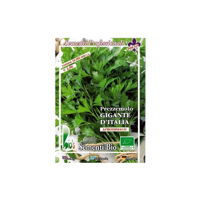 perejil gigante de Italia (semillas ecologicas)