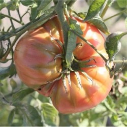 Tomate  beefsteak - semillas ecologicas