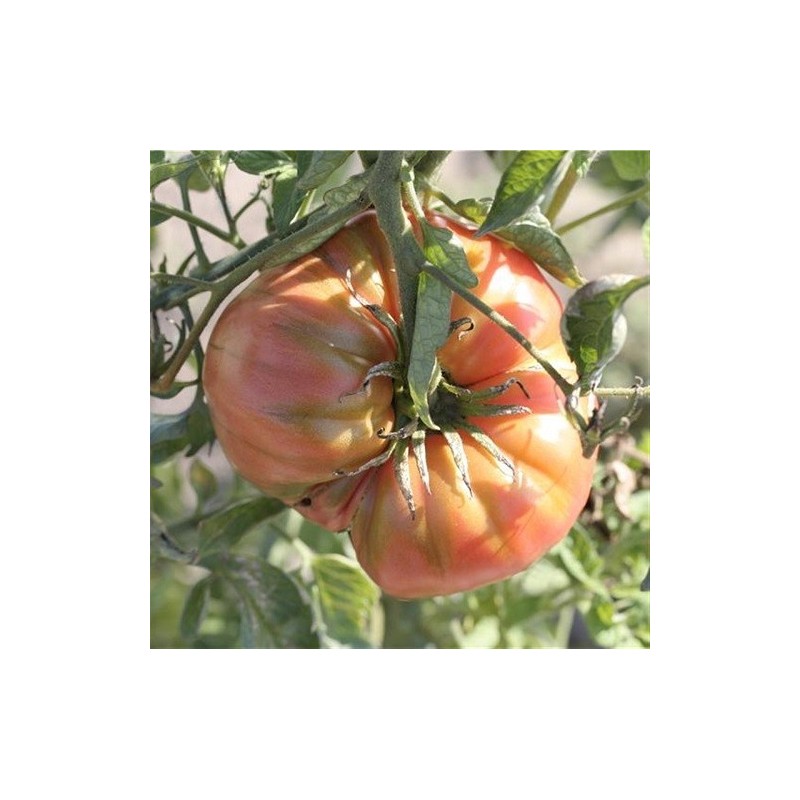 Tomate  beefsteak - semillas ecologicas