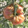 Tomate  beefsteak - semillas ecologicas